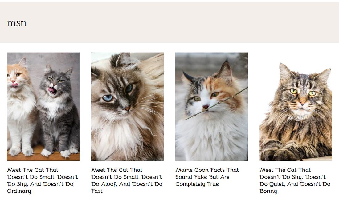 养猫站名为msn的栏目页，文章标题是信息流风格，比如Maine Coon Facts That Sound Fake But Are Completely True